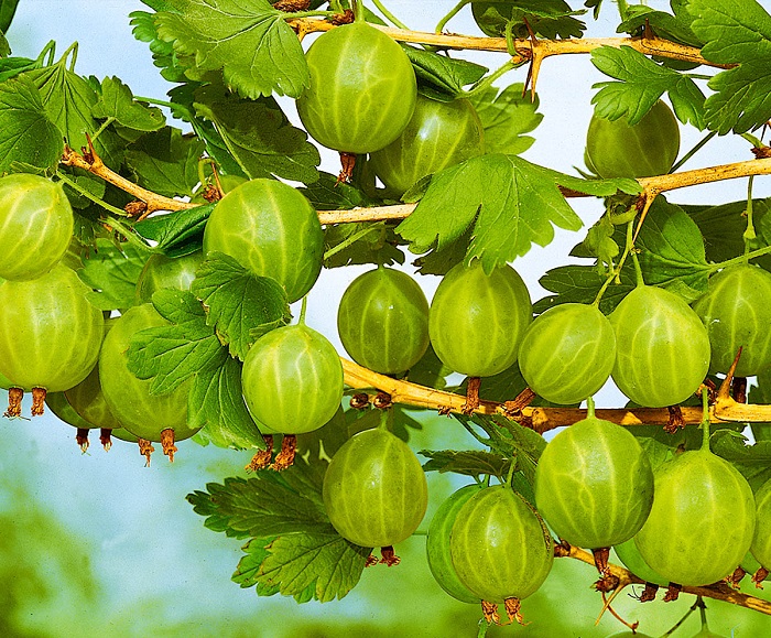 Thornless gooseberries are the dream of any modern gardener