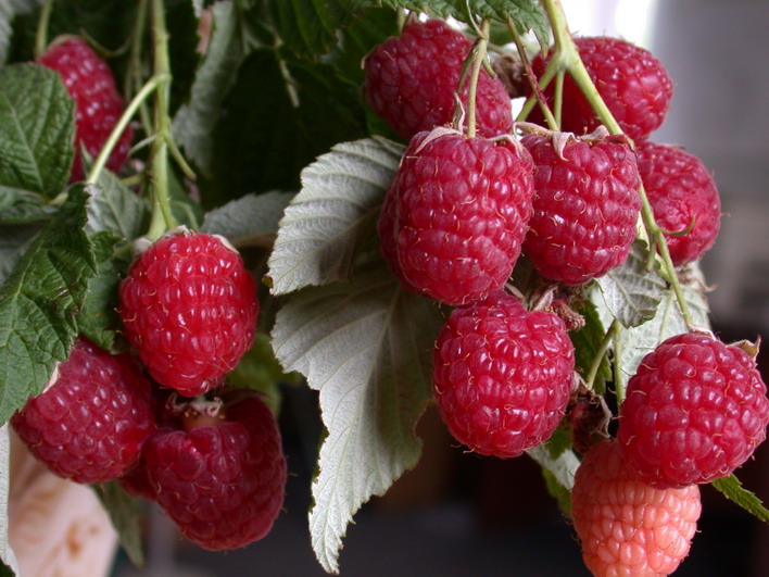 Volnitsa raspberries are suitable for all types of harvesting and processing