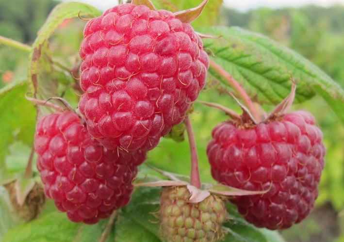 Bobice maline Polka dosežu 10 gr.