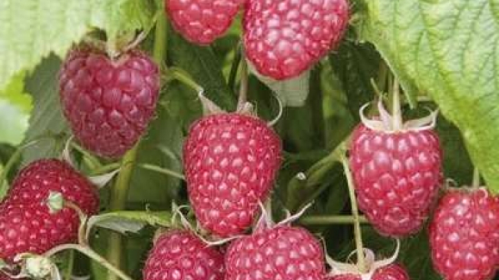  View of ripe berries on a bush