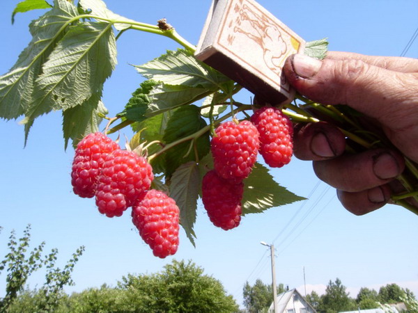 Raspberry Brilliant has large fruits