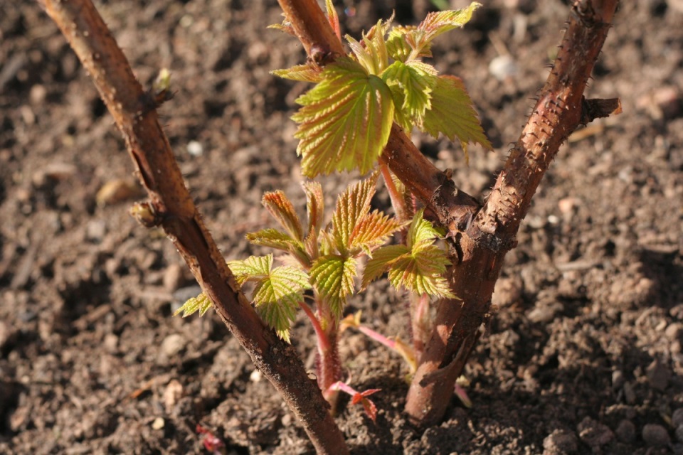 Young shoots in the spring of Raspberry Diamond