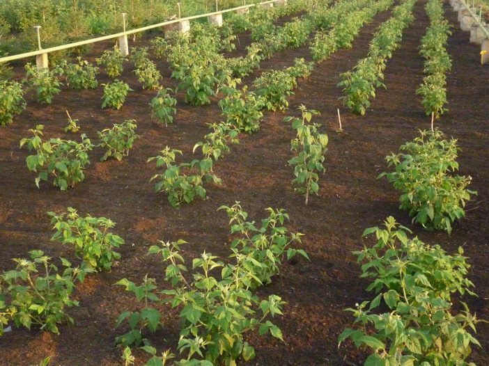 Saplings of raspberry Volnitsa after planting are watered and mulched