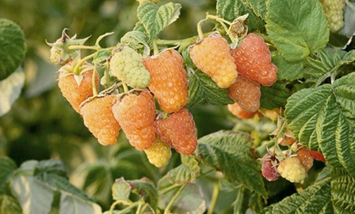 Raspberry Krepysh begins to ripen in mid-June