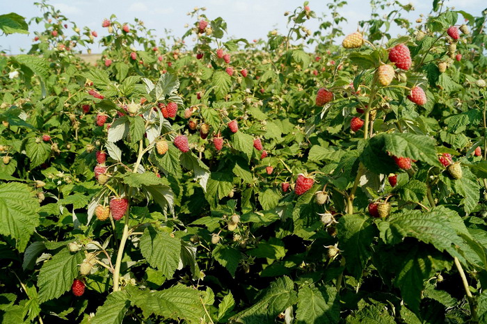 Raspberry variety Volnitsa exhibits increased resistance to major diseases and pests