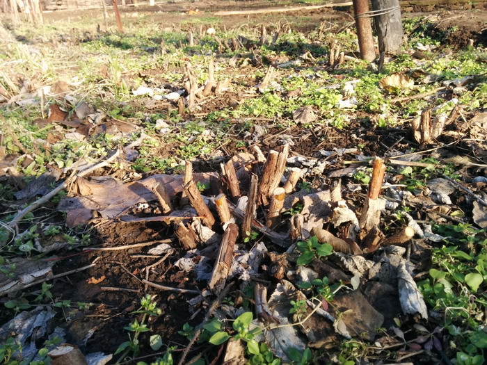 Autumn pruning of Diamond raspberries