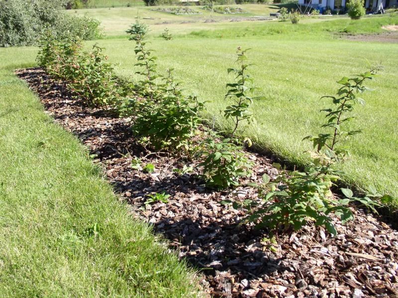 Garter of raspberry bushes