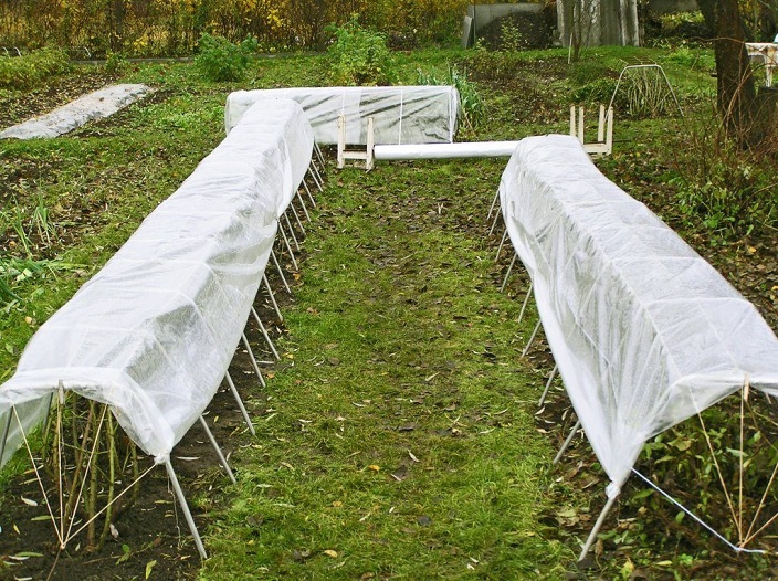 Preparing raspberries for the winter time