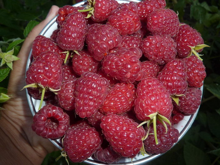 Brilliant raspberries make wonderful jams