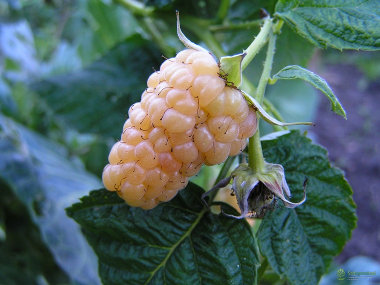 Golden autumn is rarely planted for sale