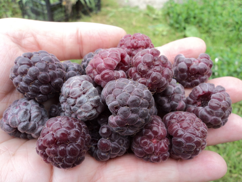 Glavna razlika između Glen Coe maline je njegova boja