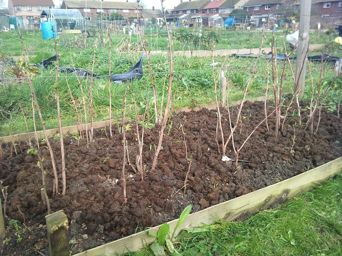 Planting raspberries is a very responsible event