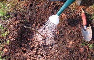 Planting blackberries in the fall is strongly discouraged.