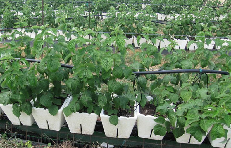 Raspberry seedlings should look healthy