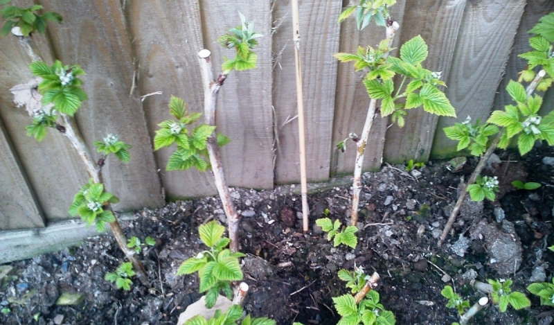 Penguin saplings take root well and do not require special care