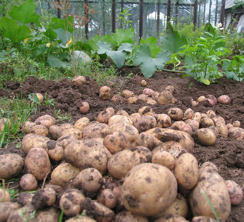 The harvest of potatoes Ramos pleasantly pleases with its abundance