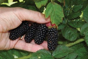 Each blackberry variety has its own characteristics.