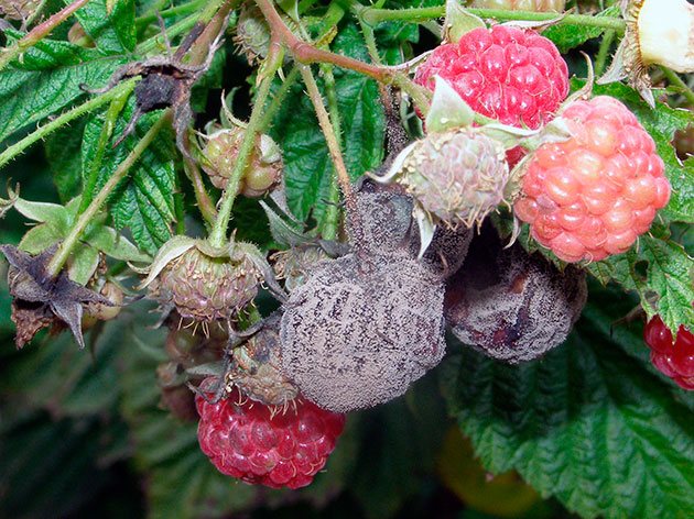 Maline zaražene sivom truležom izgledaju nimalo apetitno