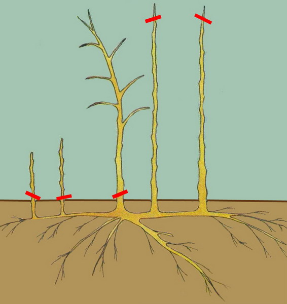 Raspberry pruning is one of the most important things in plant care.