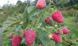 Raspberry Abundant