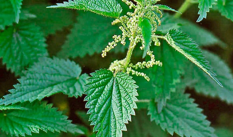 Nettle blooms