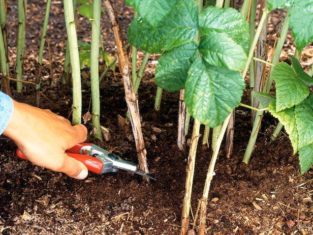 Raspberry pruning