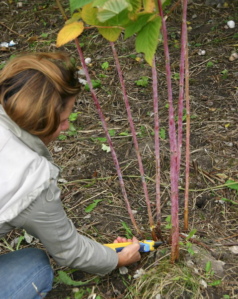 Pruning shoots