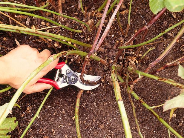 Spring pruning