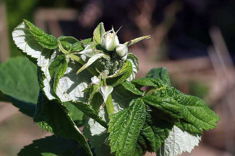 The first sign of aphids