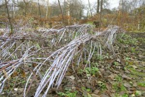 Preparing bushes for winter