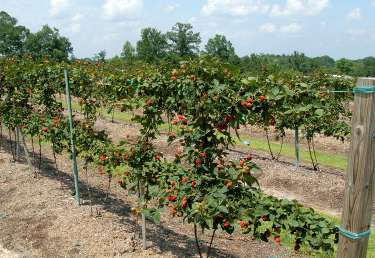 Trellis garter