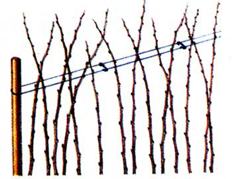 The method of tying on a trellis