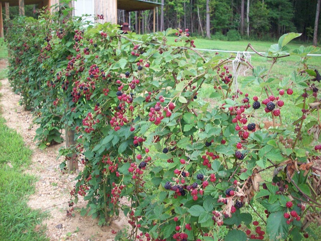 Maline u krajoliku