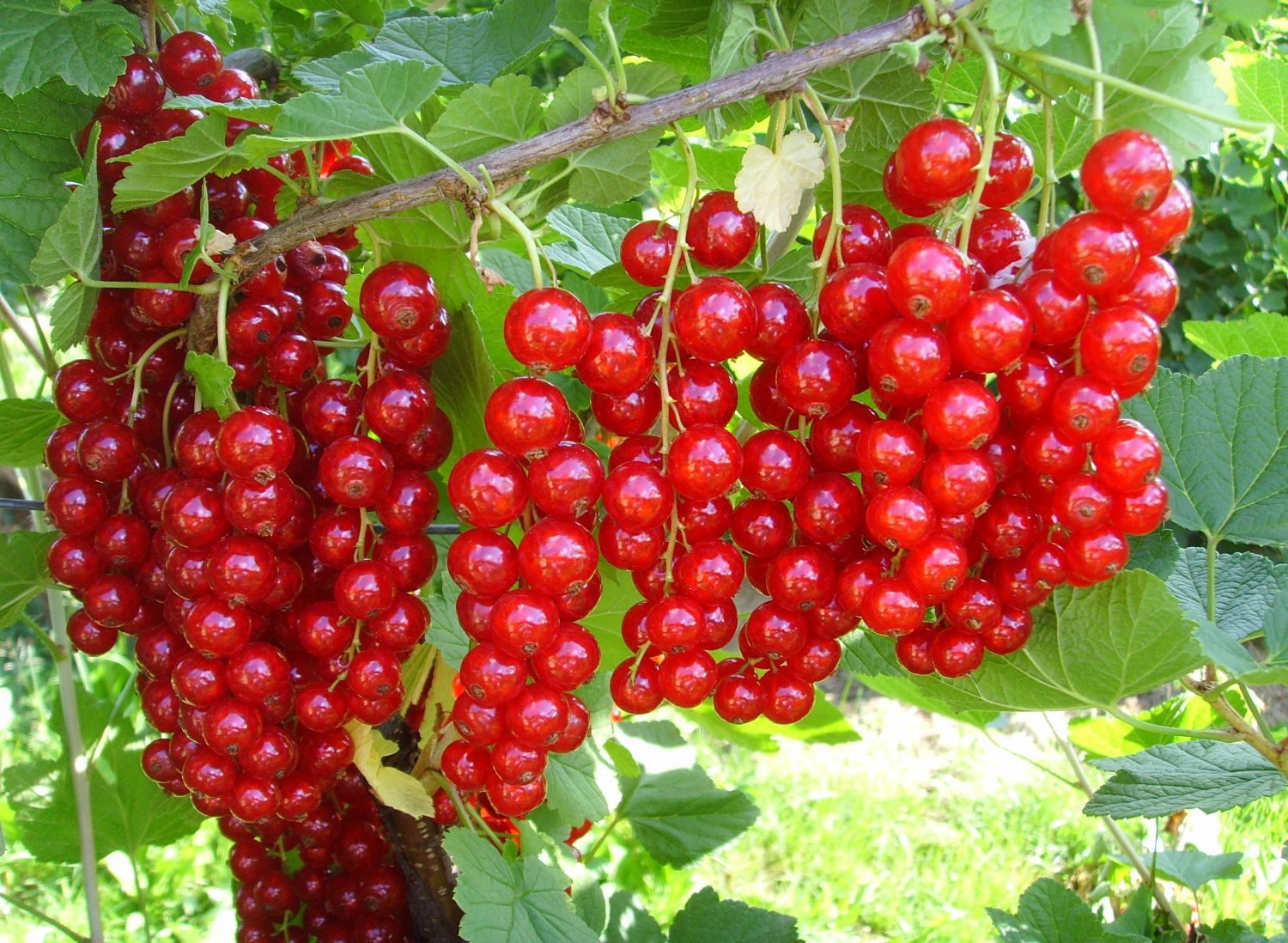 This variety of currant has a large harvest