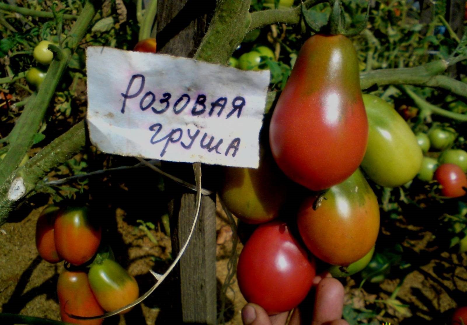 Rajčica kruška crveno voće