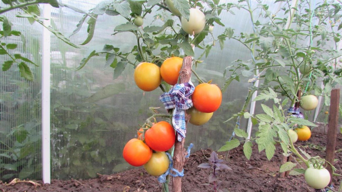 Belle-mère tomate dorée dans le jardin