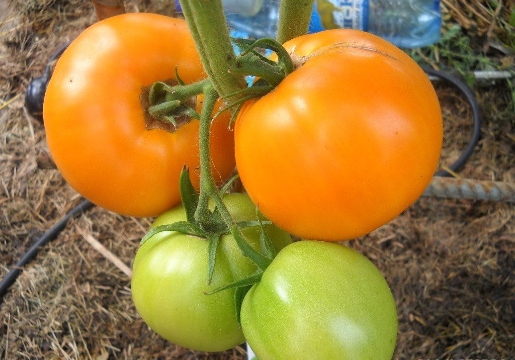 Tomato Golden domes in the garden